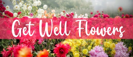 Get Well Flowers